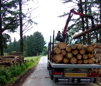 ciclo formativo trabajos forestales y de conservacion del medio natural a distancia